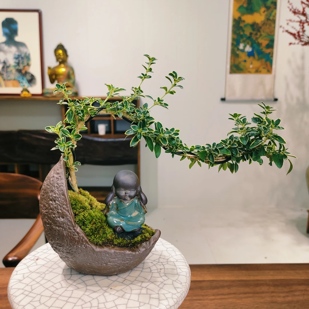 六月雪盆景好养易活花卉客厅书房植物室内茶几绿植办公室桌面盆栽