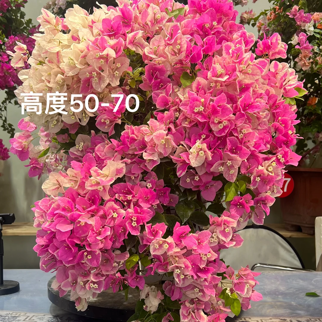 阳台别墅庭院植物精品斜飘瀑布款家庭园艺三角梅室内室外红樱