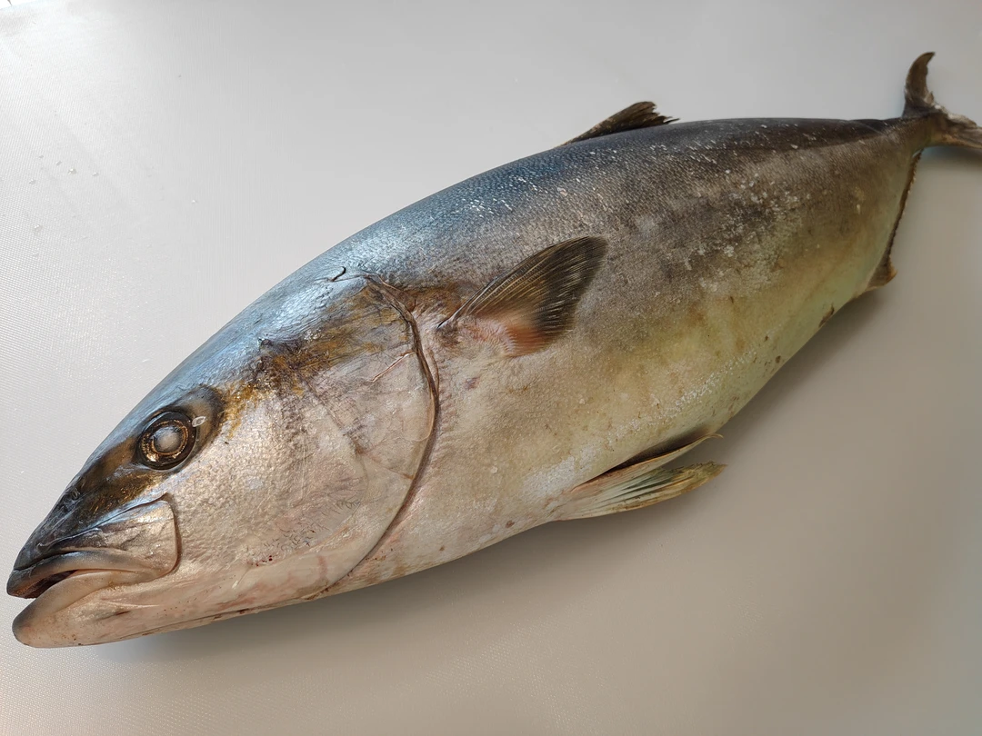 大连渤海湾炮弹鱼小金枪鱼