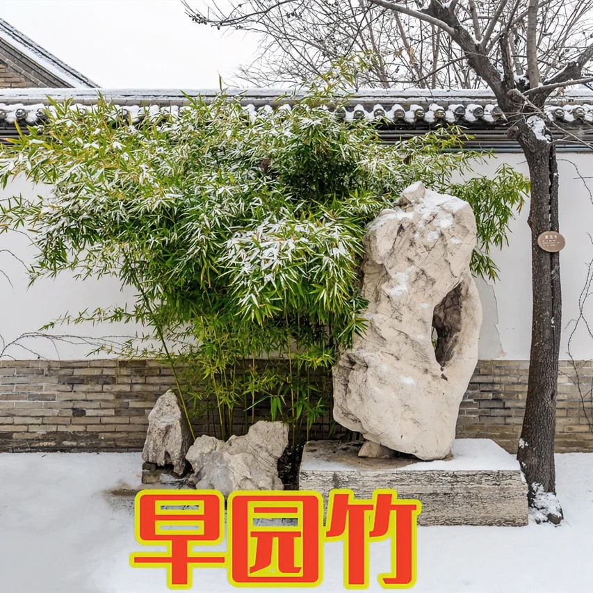 早园竹矮四季常青耐寒竹苗竹子苗庭院盆栽篱笆地栽绿化苗别墅围墙
