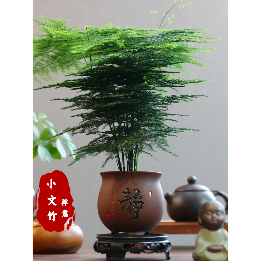 禅意文竹盆栽植物室内花卉盆景客厅办公室桌面小绿植好养四季常青