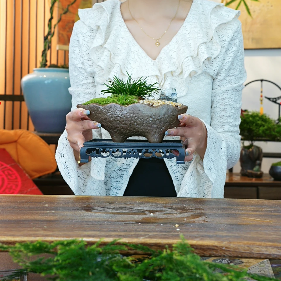 金钱菖蒲虎须黄金姬胧月小微型盆栽水培植物常绿办公室盆景菖蒲苗