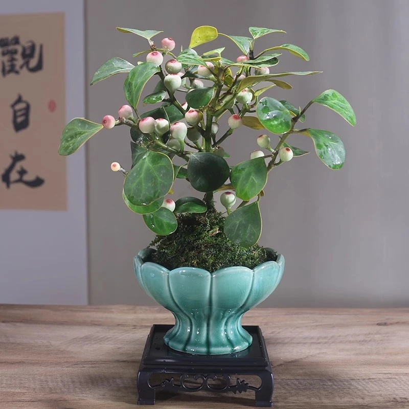 菩提树盆景小盼菩提盆栽中式禅意小盆栽室内观果绿植创意苔藓球