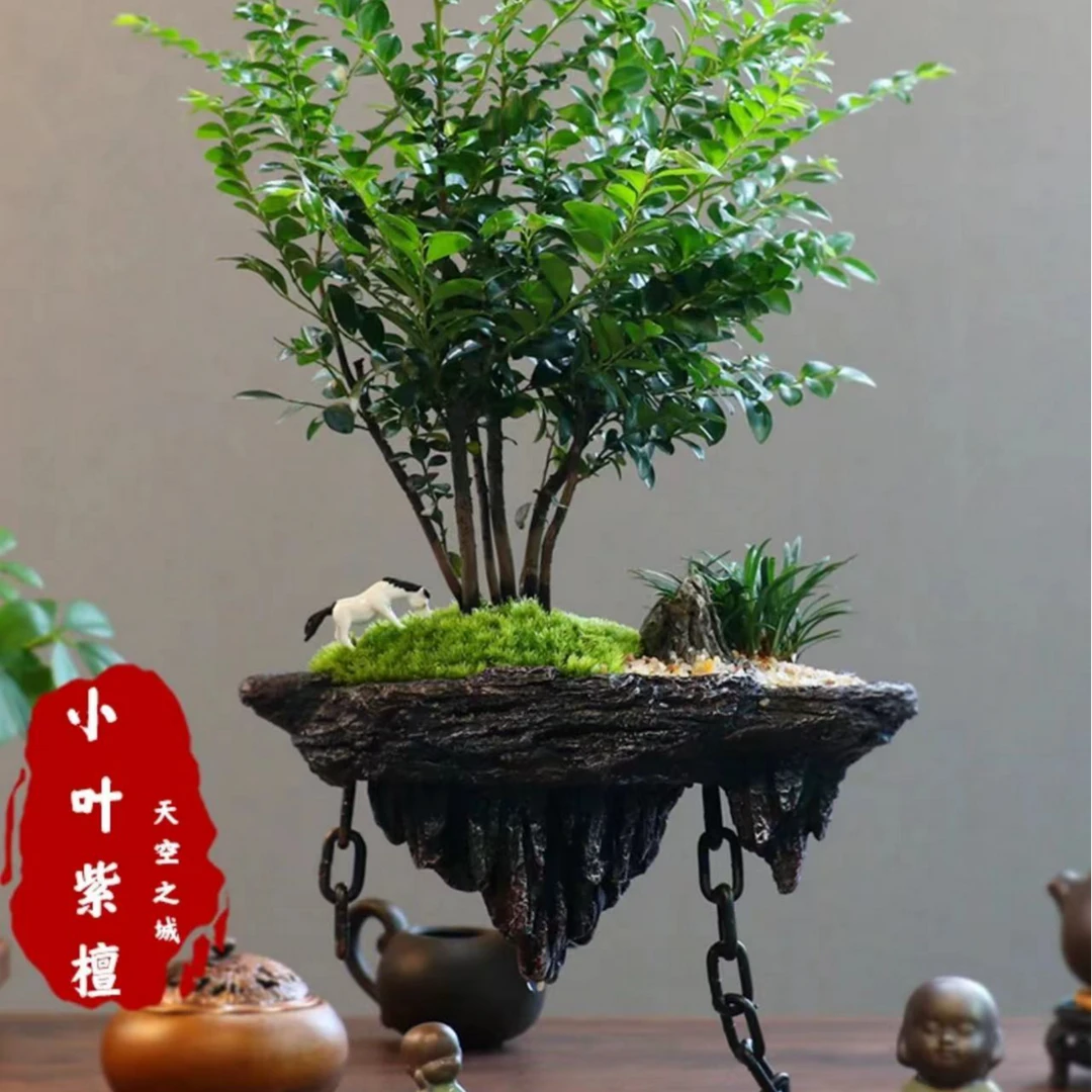 丛林小叶紫檀黑骨茶盆栽树苗老桩植物办公室内好养活花卉绿植摆件