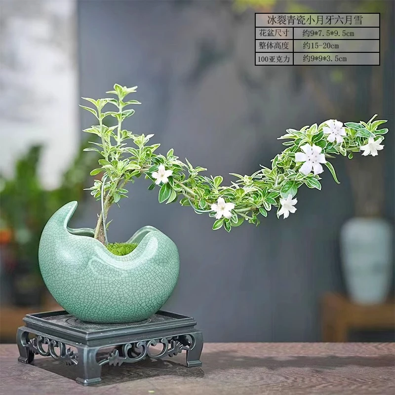 提根造型六月雪盆景小盆栽微型造型实物禅意小美庭院四季常青绿植