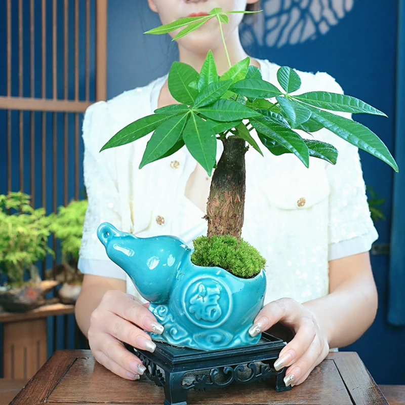 发财树客厅招财盆栽绿植陶瓷盆办公室盆景花卉办公桌观叶植物室内