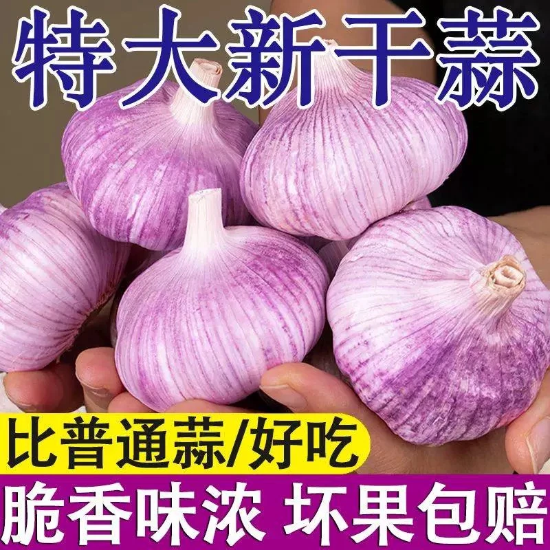 【精选大蒜】2023新干蒜紫皮金乡大蒜头100g3斤5斤农家种植白皮