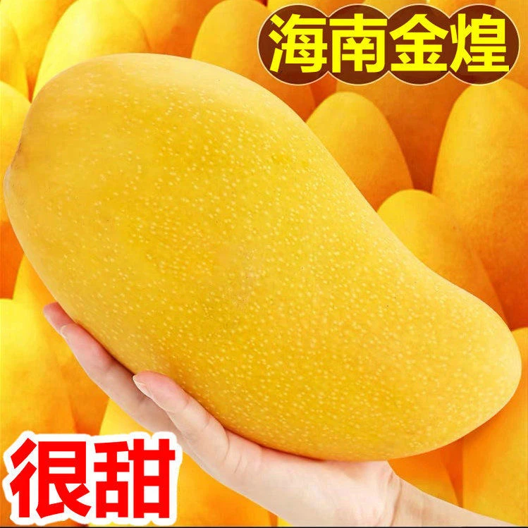 【壹何水果】正宗金煌芒3斤新鲜热带水果核薄肉厚催熟生熟芒果