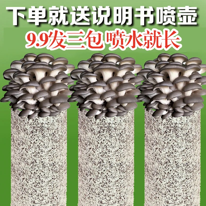 蘑菇菌包菌菇种植包食用菌菌棒平菇菌包好养喷水就长蘑菇种蘑菇