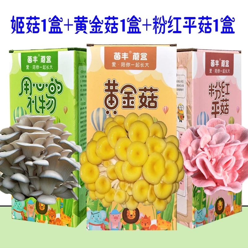 【盆栽diy】蘑菇盒子食用菌蘑菇种植包菌菇包儿童礼品精灵考拉 家庭