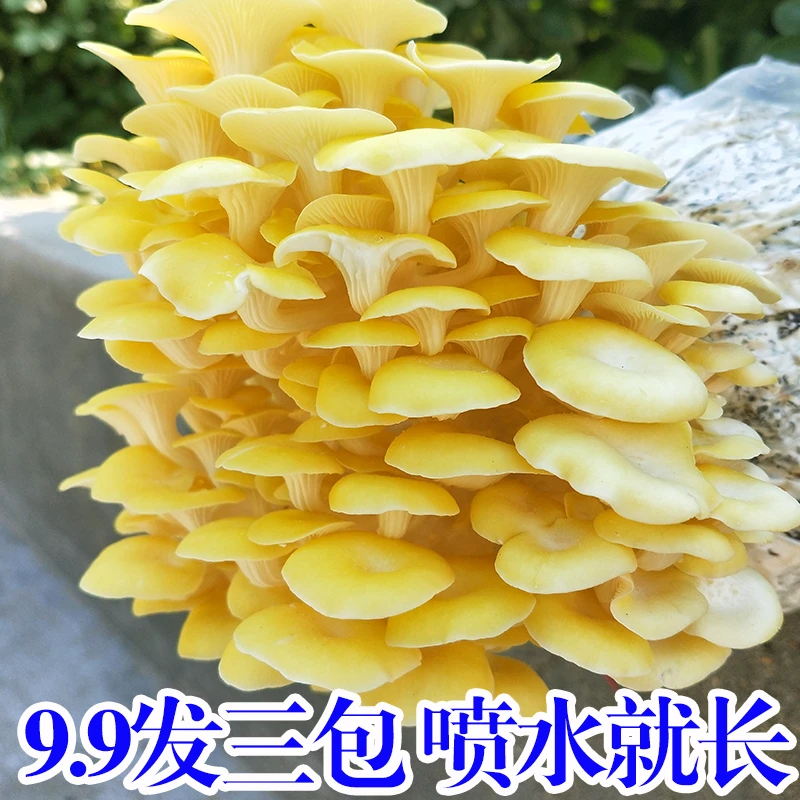 蘑菇菌包喷水就长菌包好养菌菇种植包食用菌菌棒平菇榆黄蘑