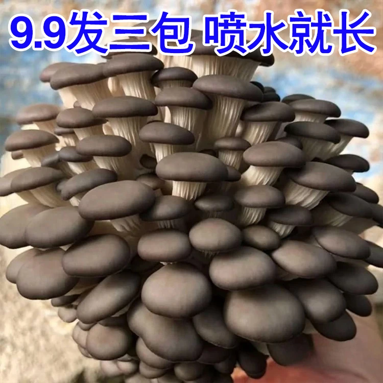 蘑菇菌包喷水就长菌菇种植包食用菌菌棒菌包好养