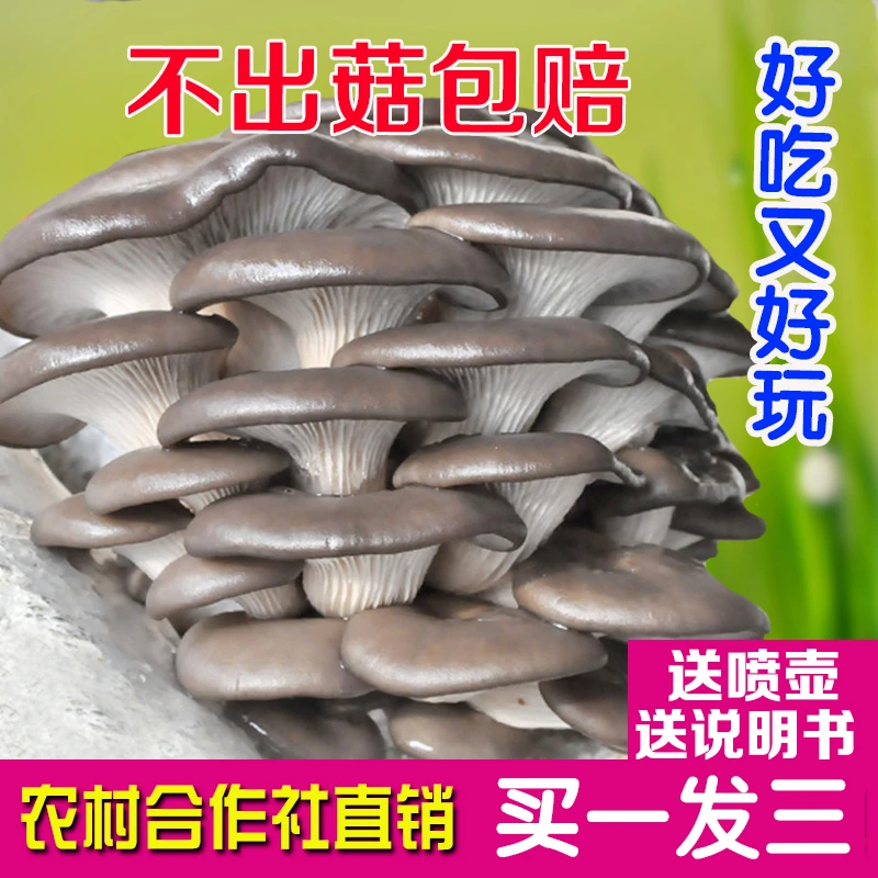【买1发3大包】平菇蘑菇菌包喷水就长菌包好养菌菇种植包食用菌菌棒