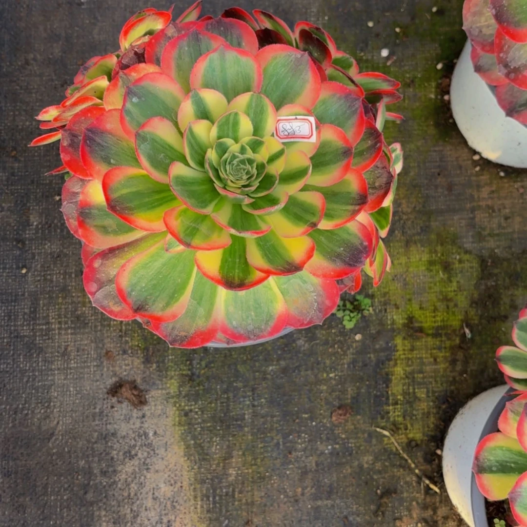 【闪购商品】夫**院883