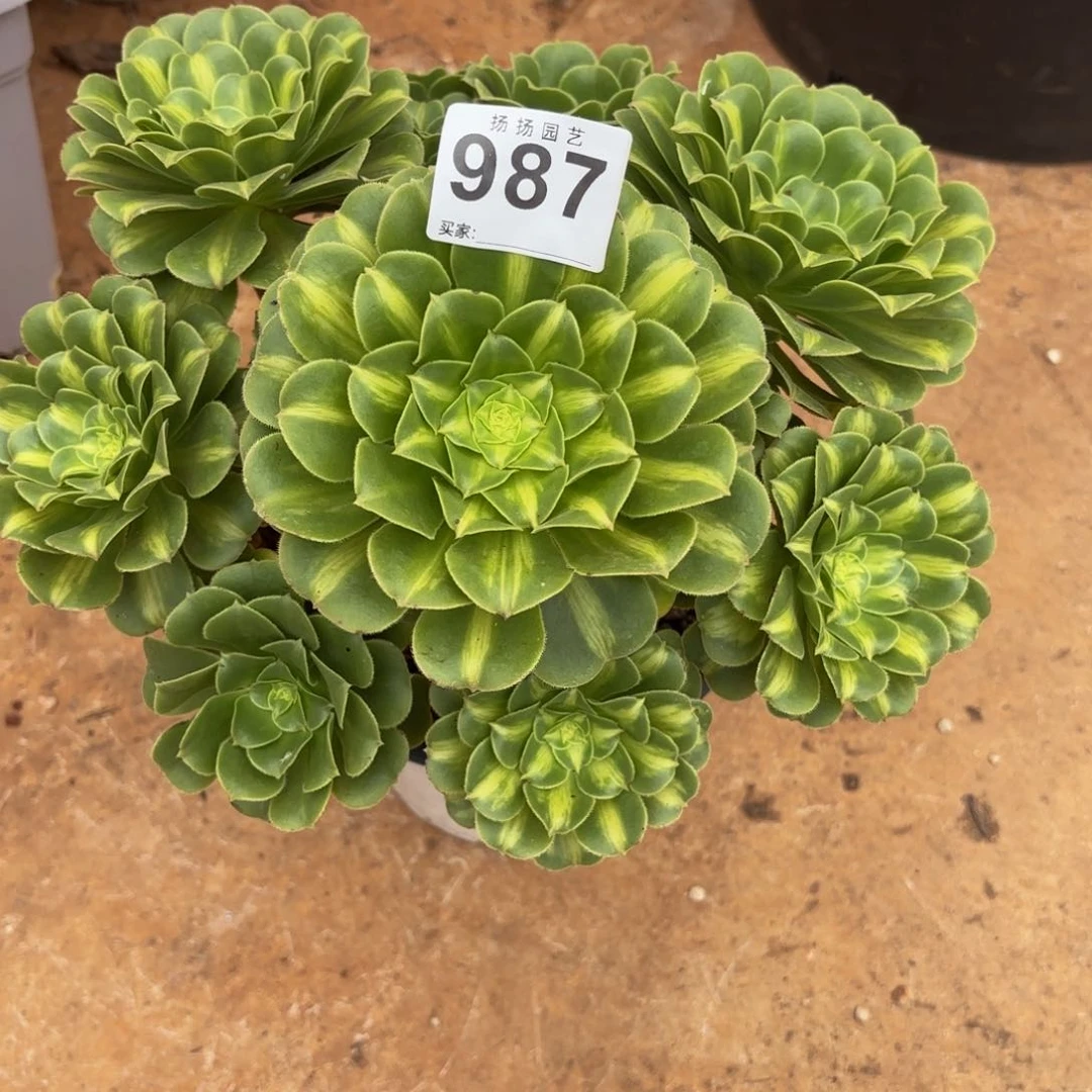 1234567 987发货