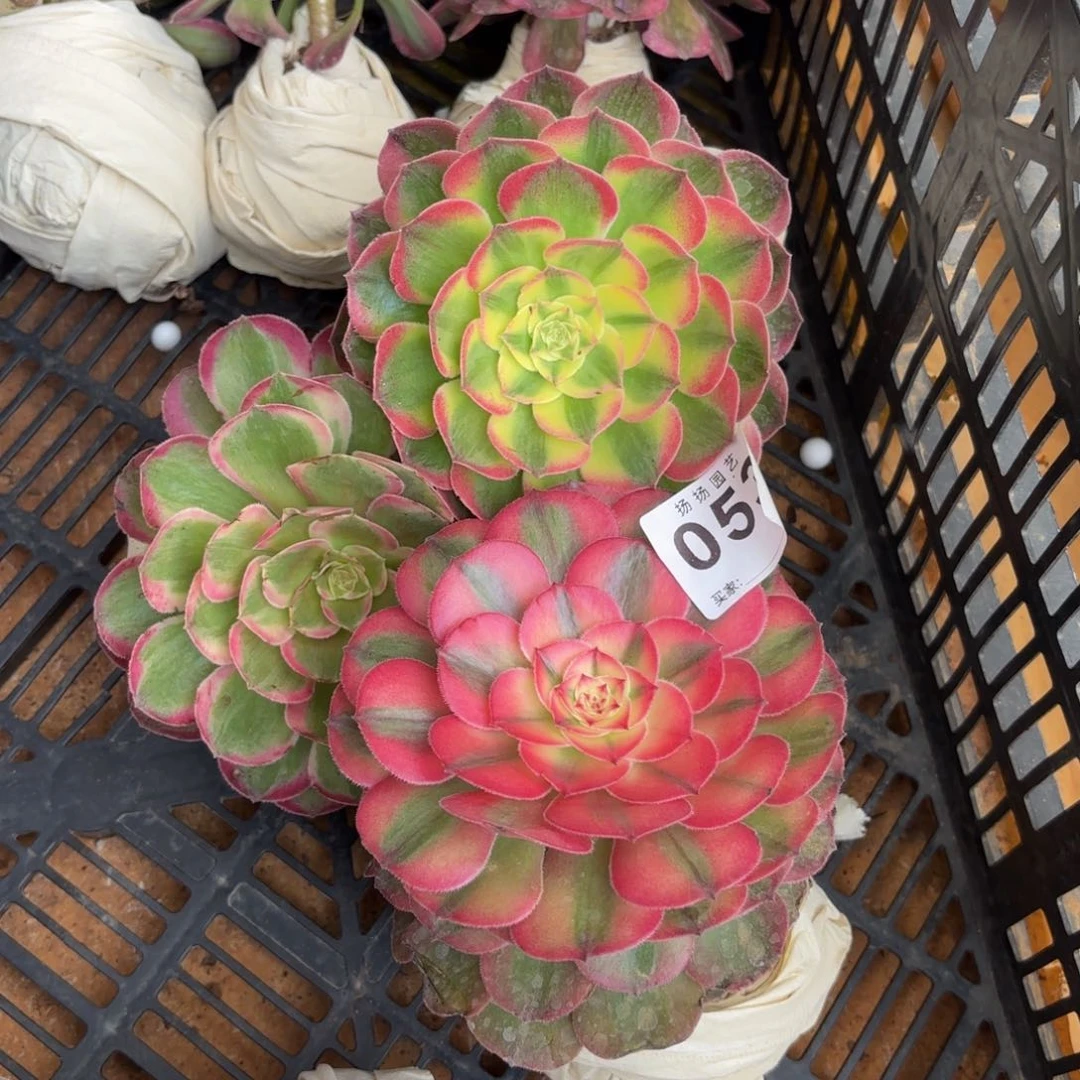 1234567  053发货