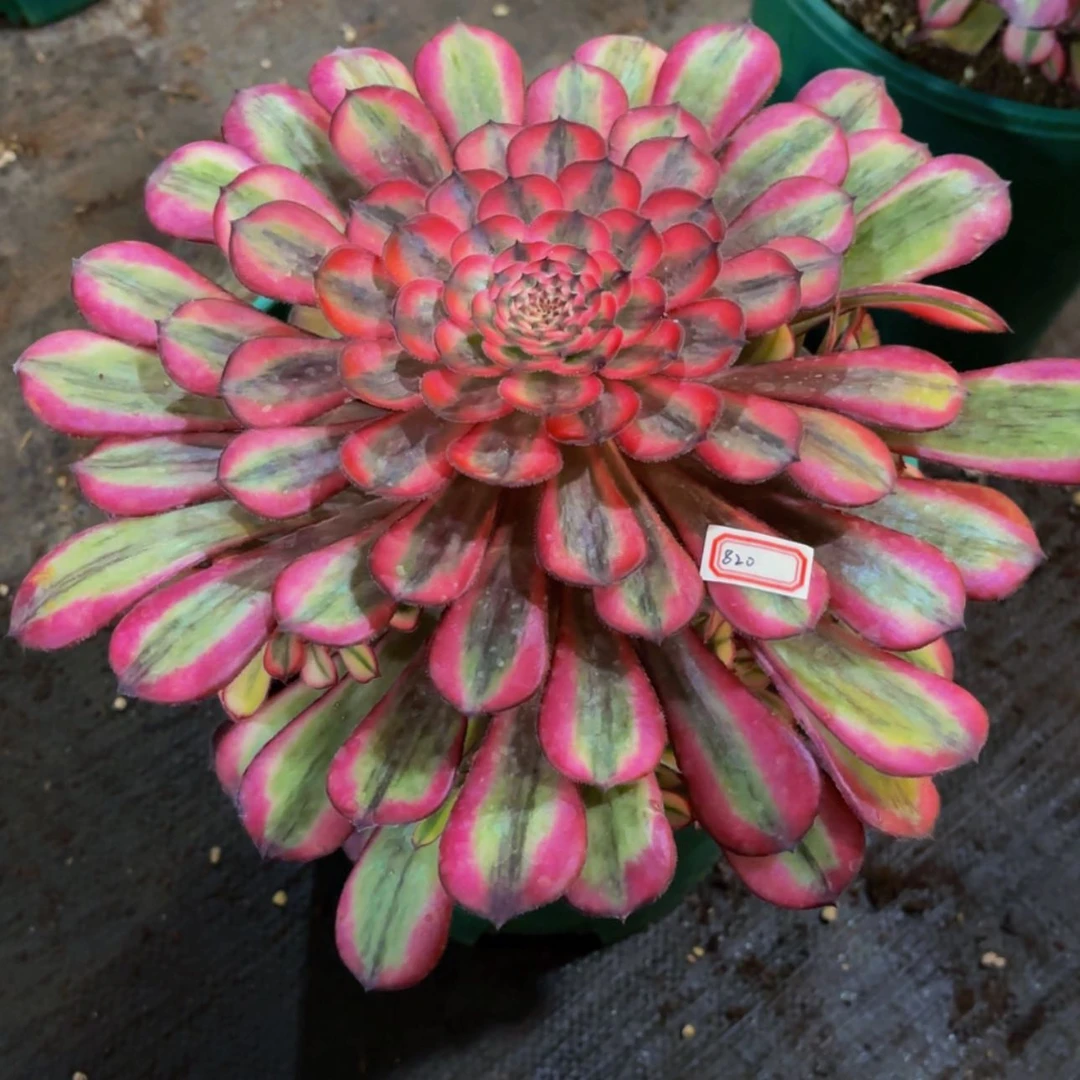 【闪购商品】王**来820