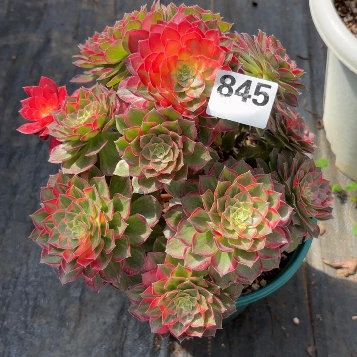 随**过12345  845多肉法师