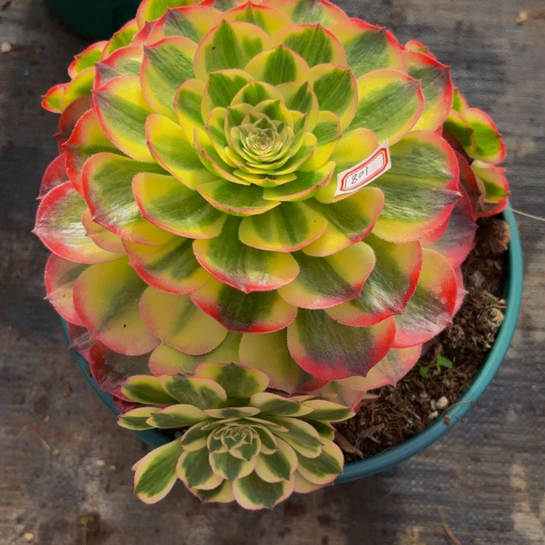 【闪购商品】芳*801