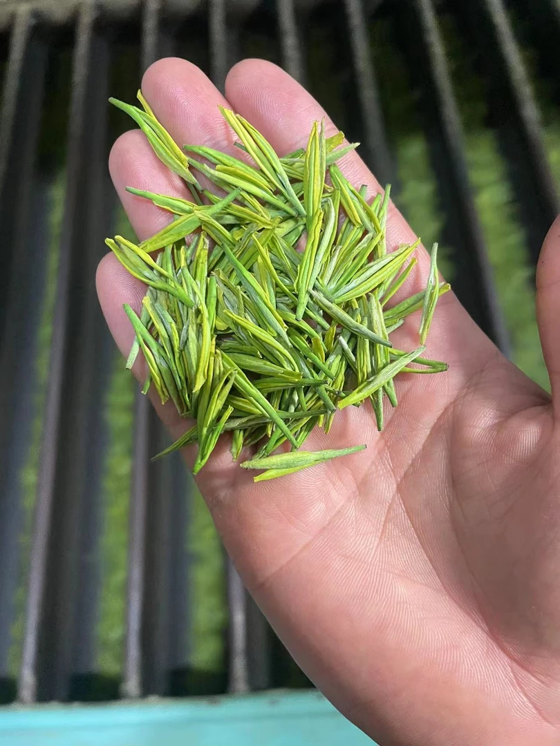 2025年小芽头金香玉（白露精品）