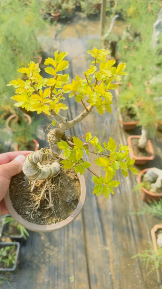 黄金榆金叶榆盆景素材室内外绿植造景裸桩发货
