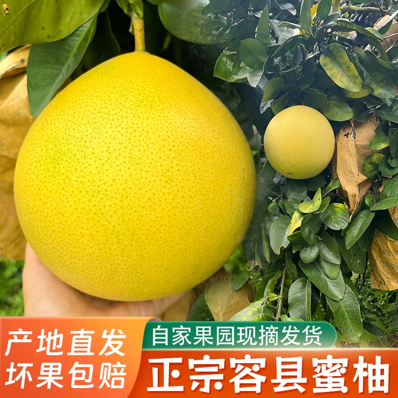 正宗容县蜜柚大果小果白肉红心自家果场现摘发新鲜香甜爽口柚子