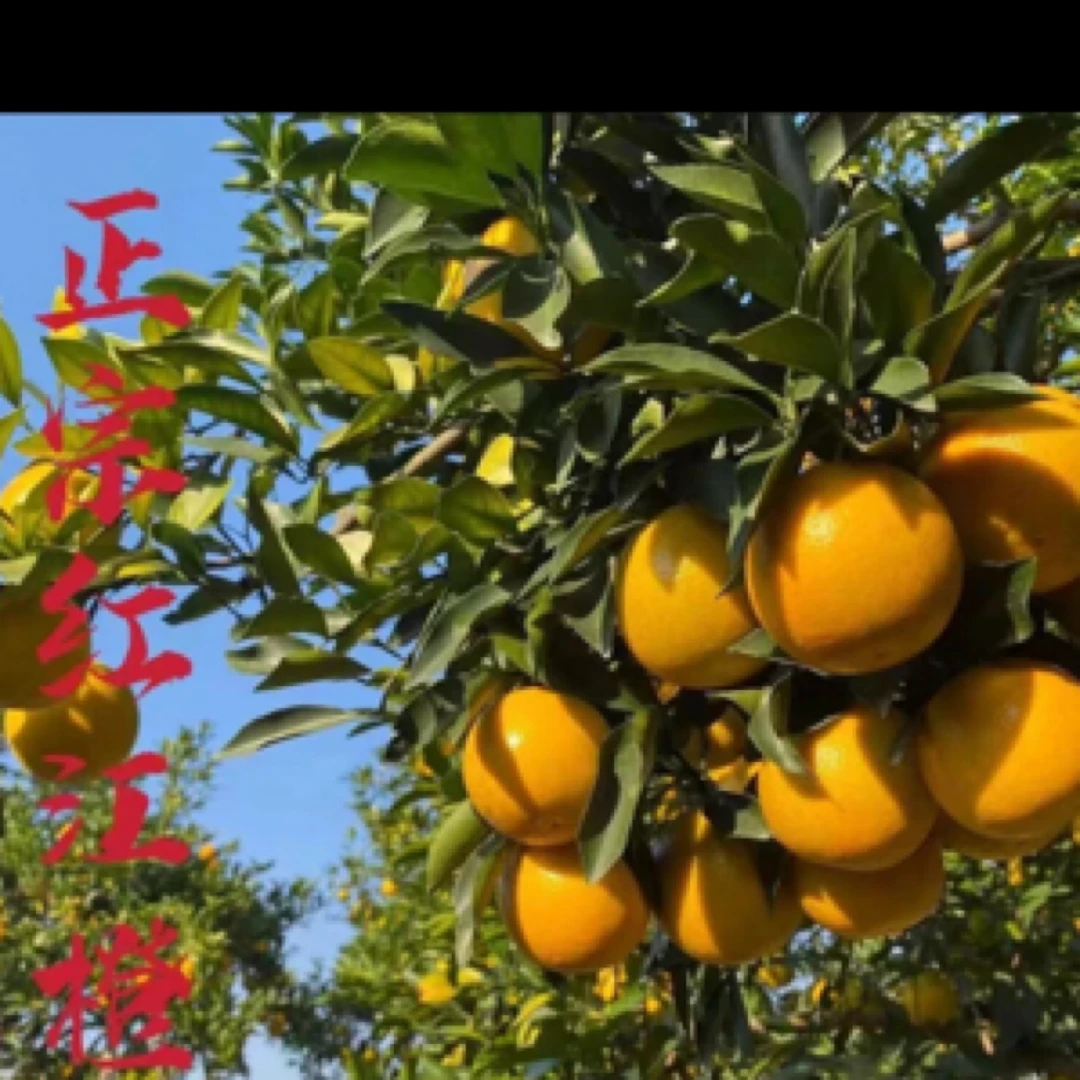 廉江红江农场正宗红江橙新鲜采摘红吉头果苗