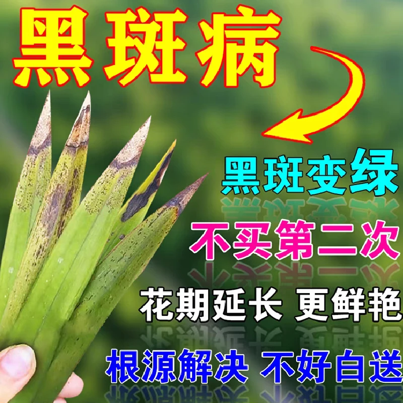 【急救】兰花黑斑病专用药炭疽病黄叶焦尖叶斑爆芽开花营养液通用肥