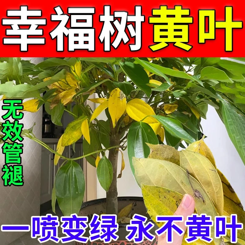 叶斑黄叶病】幸福树急救叶斑黑斑落叶干枯烂根杀菌通用家庭叶面肥