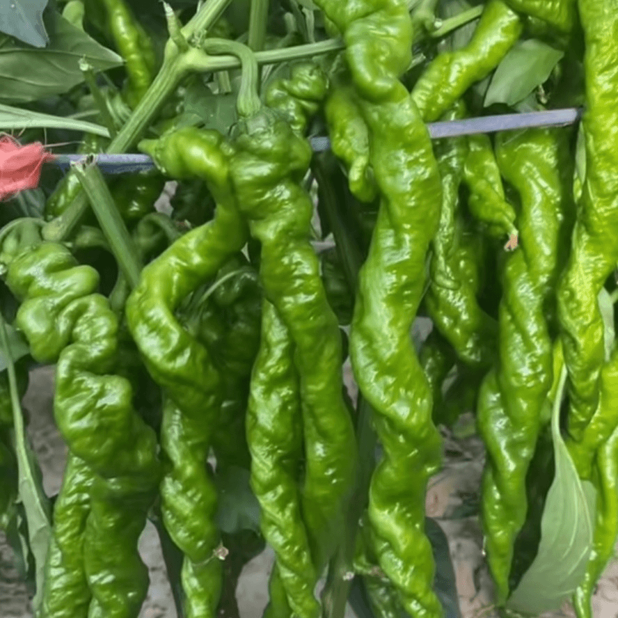 蔬菜种子辣椒种子大果螺丝椒种子