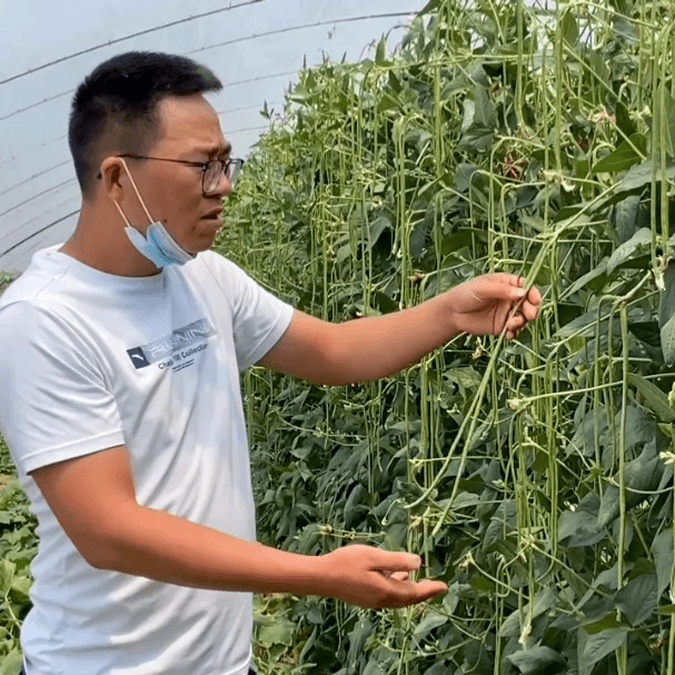 美圣早春棚耐低温豆角种子结荚多耐低温肉厚颜色绿
