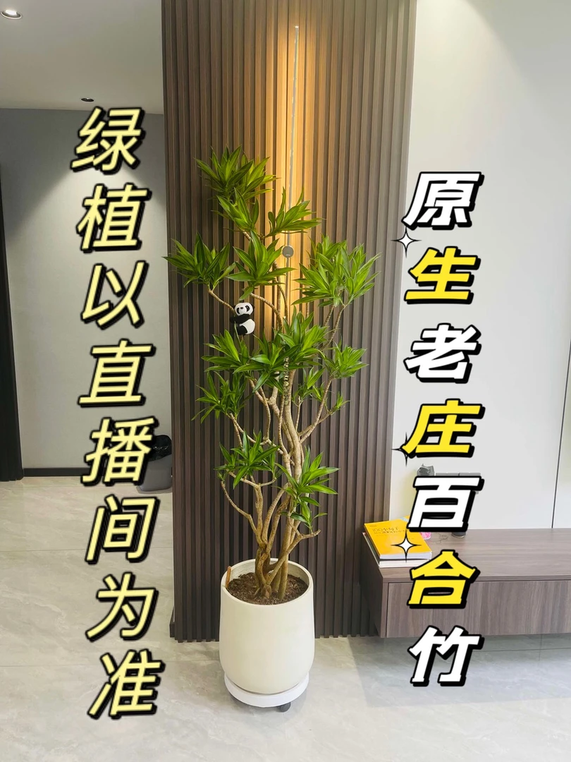 适合轻奢简约北欧风室内养百合竹大型老桩客厅真绿植净化空气简单