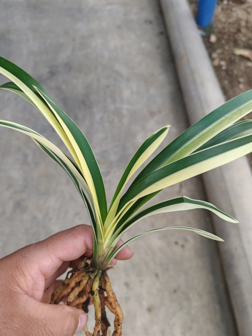 一物一拍！虎头兰品种.100-500的链接