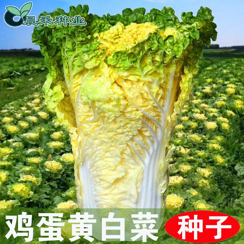 鸡蛋黄白菜种子黄心大白菜籽四季快菜子好吃抗病高产秋播蔬菜种子