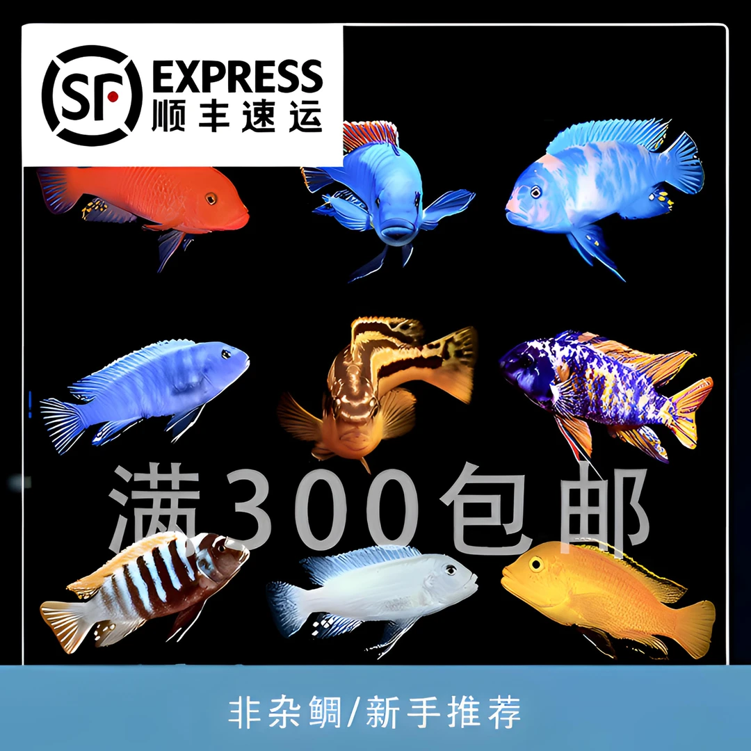 三湖岩栖苗子套餐组合 新手套餐 卡塔乐小丑 活体水族