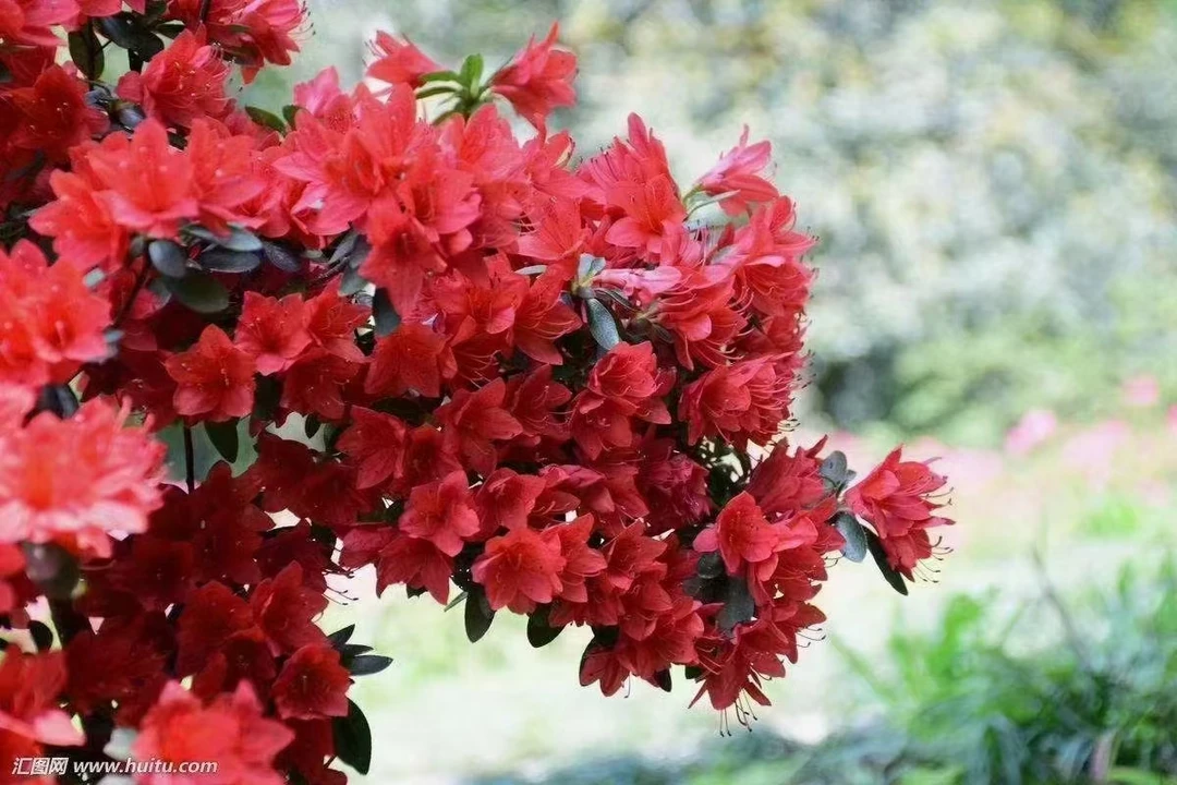 映山红花开爆满枝条