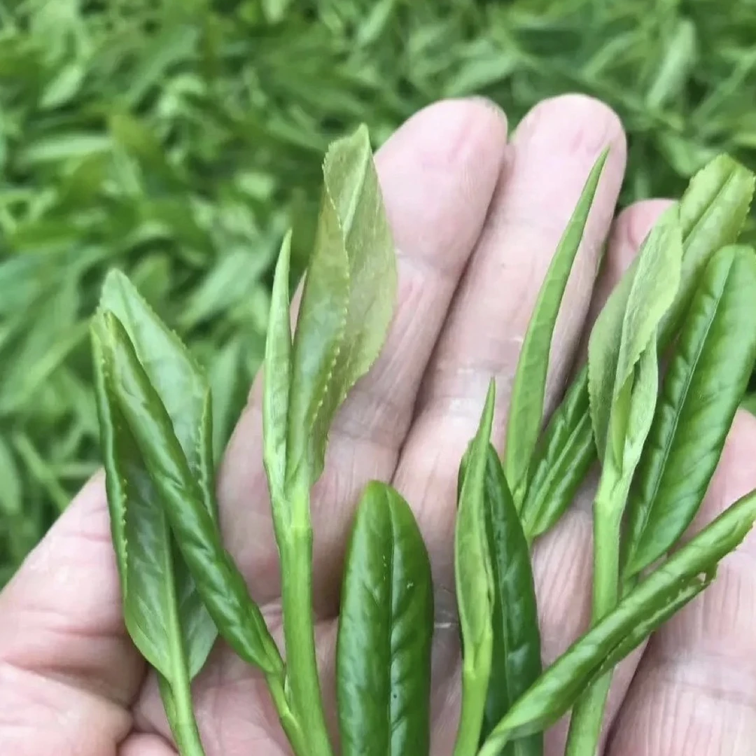 2023/太平魁红茶