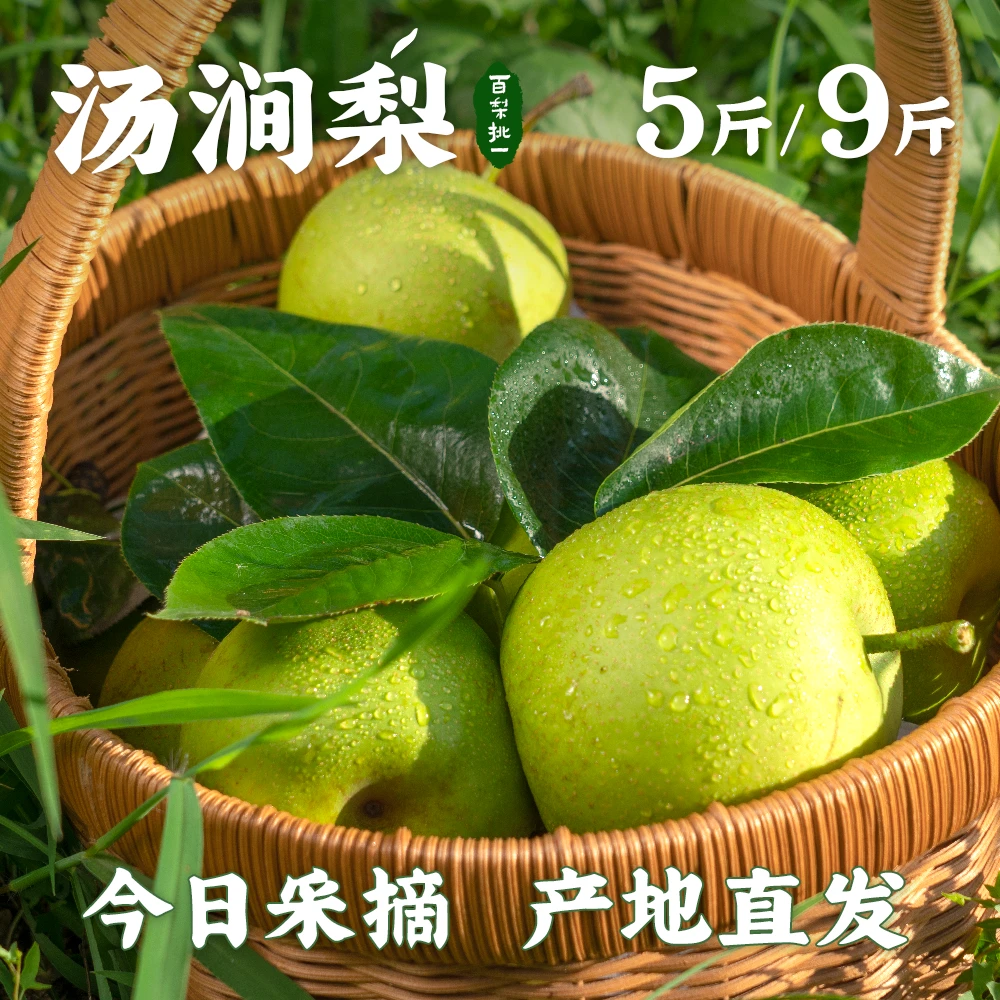 现摘现发汤涧梨青梨5斤9斤夏季新鲜水果蜜梨当季整箱包邮