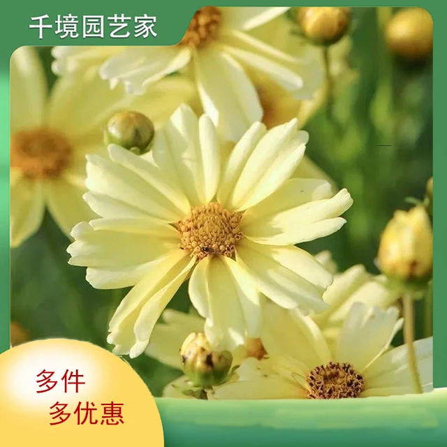 金鸡菊小闹钟矮生金鸡菊耐寒耐热庭院阳台花期长多年生宿根花卉