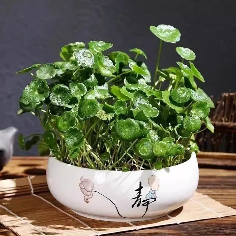 【新疆包邮】铜钱草种子大叶水养金钱草种籽水培植物花卉盆栽室内