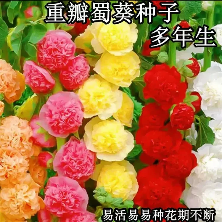 【新疆包邮】重瓣蜀葵花种子一丈红种籽四季南北简单种植阳台庭院