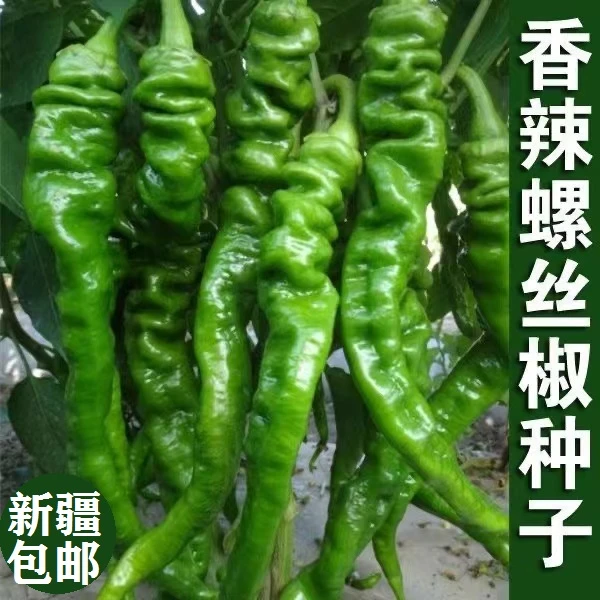 【新疆包邮】香辣螺丝椒种籽早熟辣椒四季食用蔬菜种子种子蔬菜种子