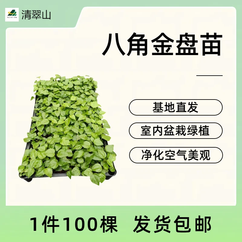 八角金盘苗 室内耐阴观叶花卉绿植 净化空气可水培 1件100棵 包邮