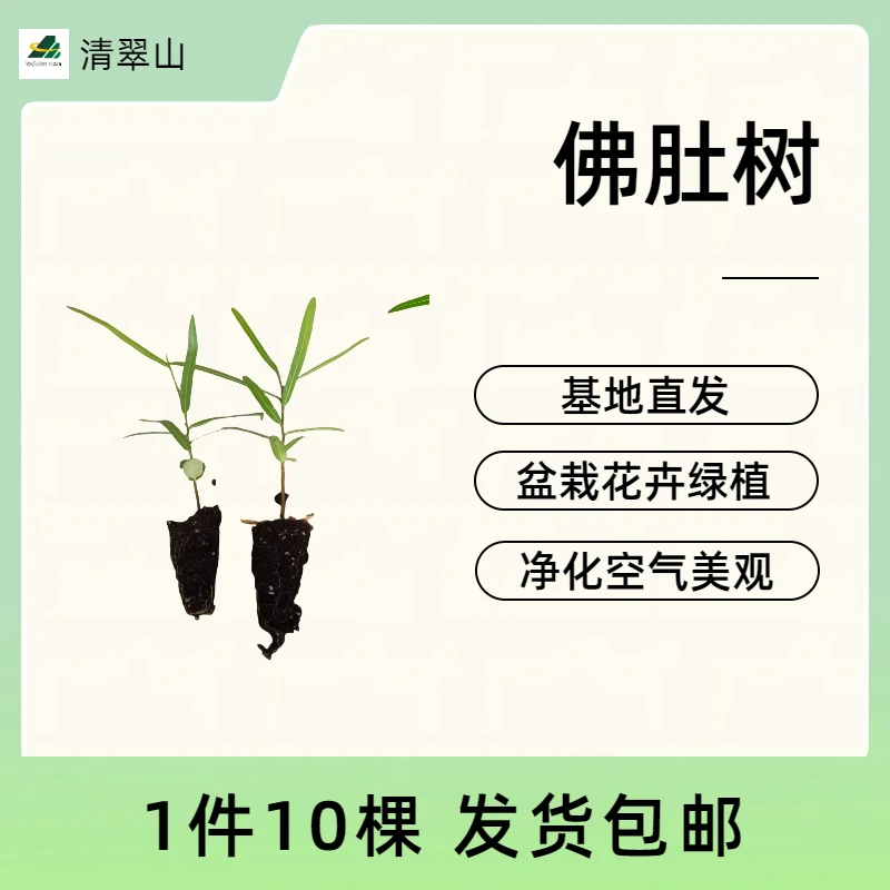 澳洲佛肚树苗昆士兰瓶干树室内观型盆栽花卉绿植 1件10棵发货包邮