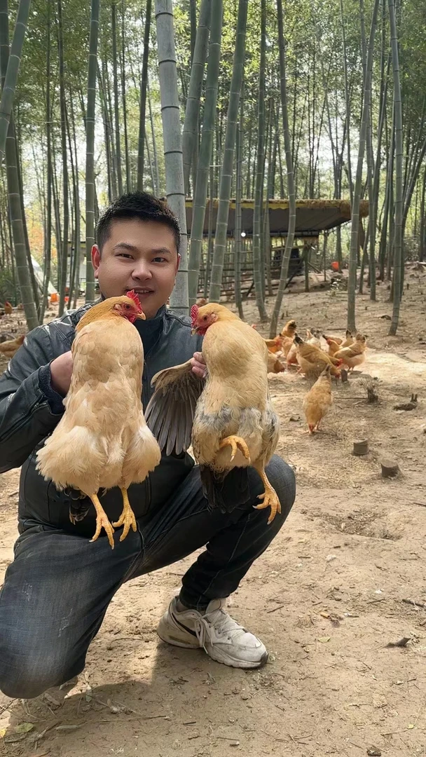 农家散养黄油老母鸡带心珍蛋花4只单只1.8-2斤