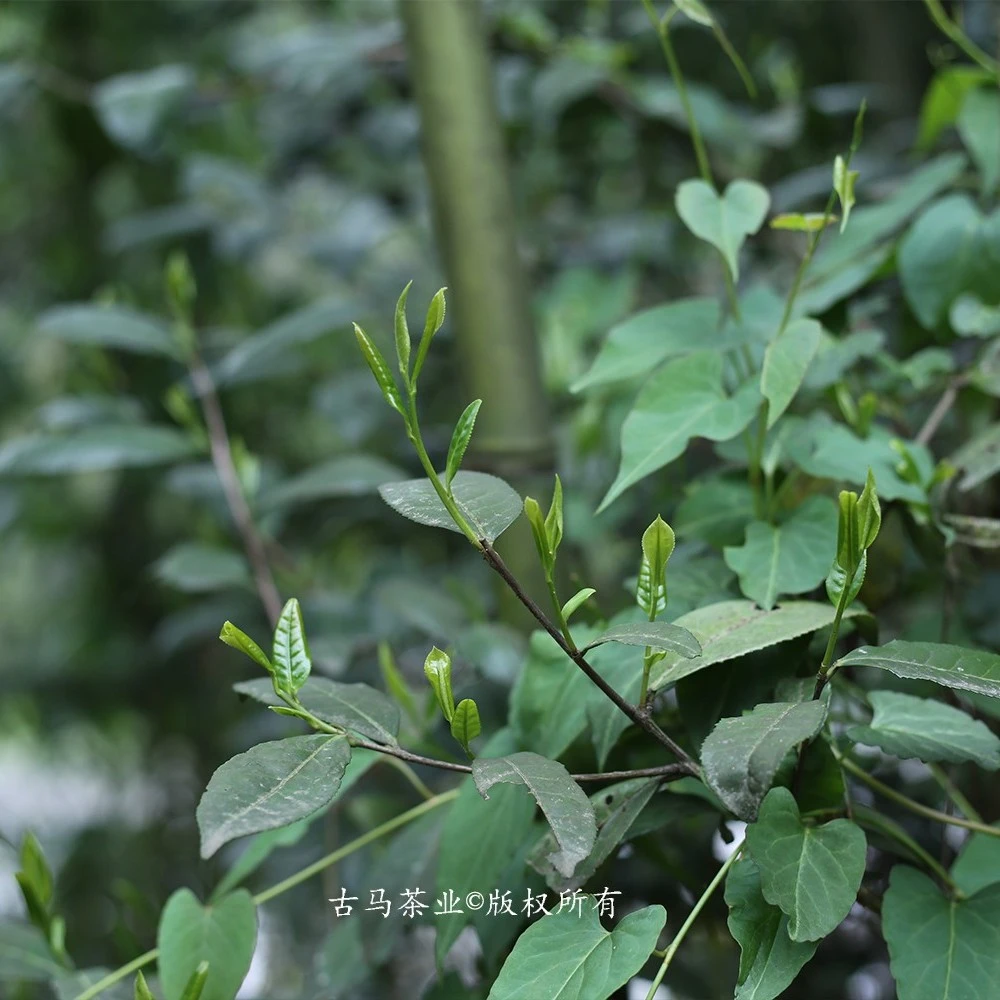 【荒野红茶】湄潭老树苔茶 遵义红群体种功夫红茶