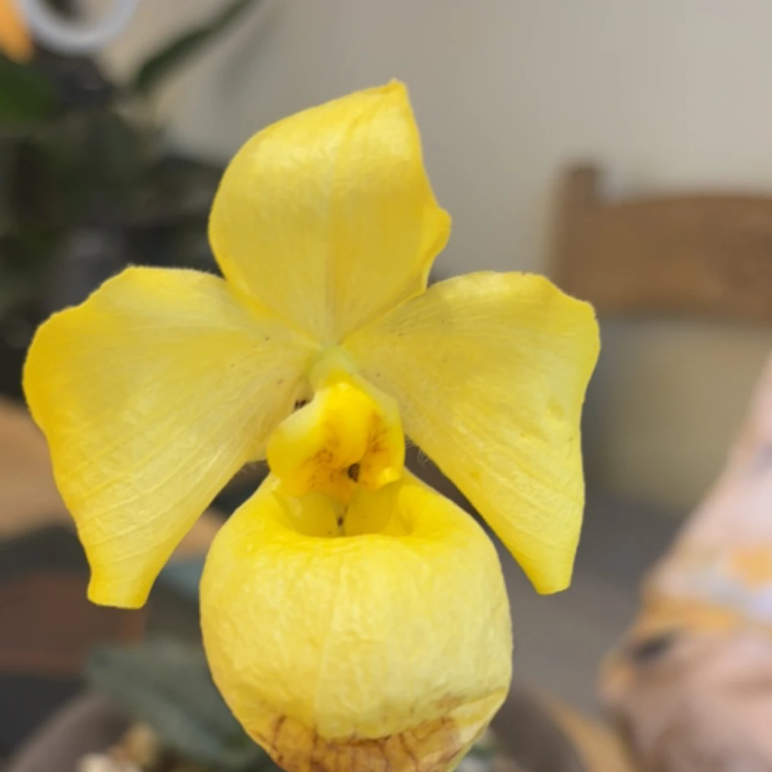 精品绿植绿叶兰盆栽金童1苗
