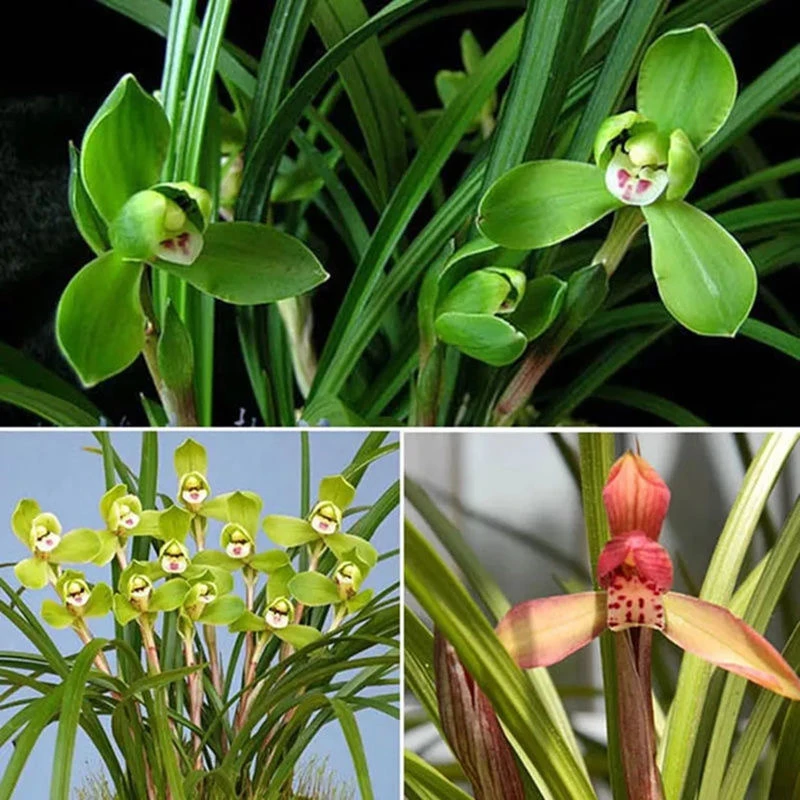春兰惠兰兰花苗好养易活花卉盆栽蕙兰