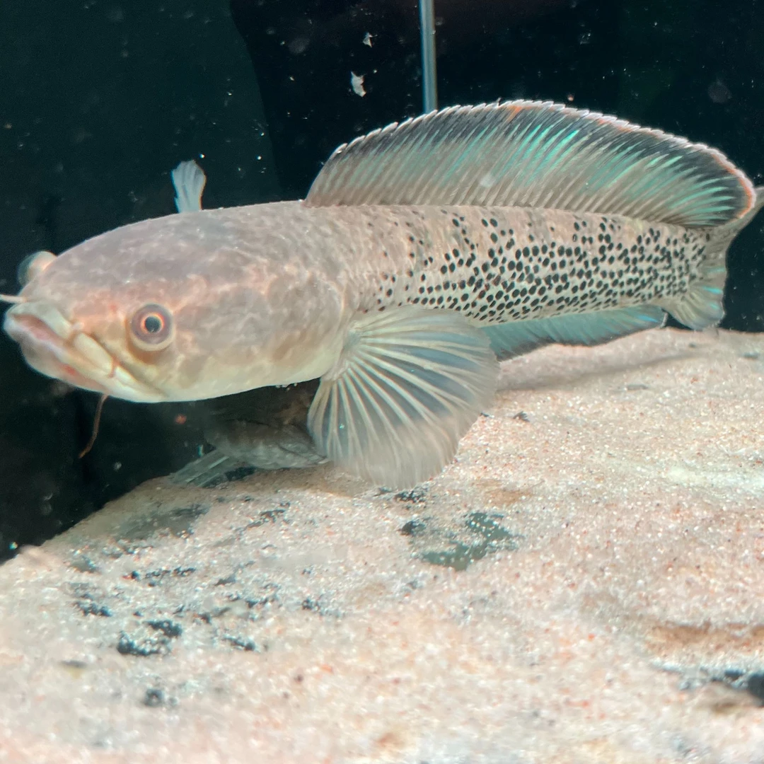 蓝宝石鬼王雷龙鱼