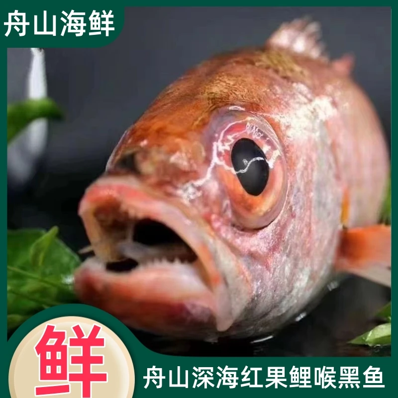 【现拍】舟山野生红果鲤深海黑喉鱼油脂丰富口感鲜嫩（1斤左右/条）